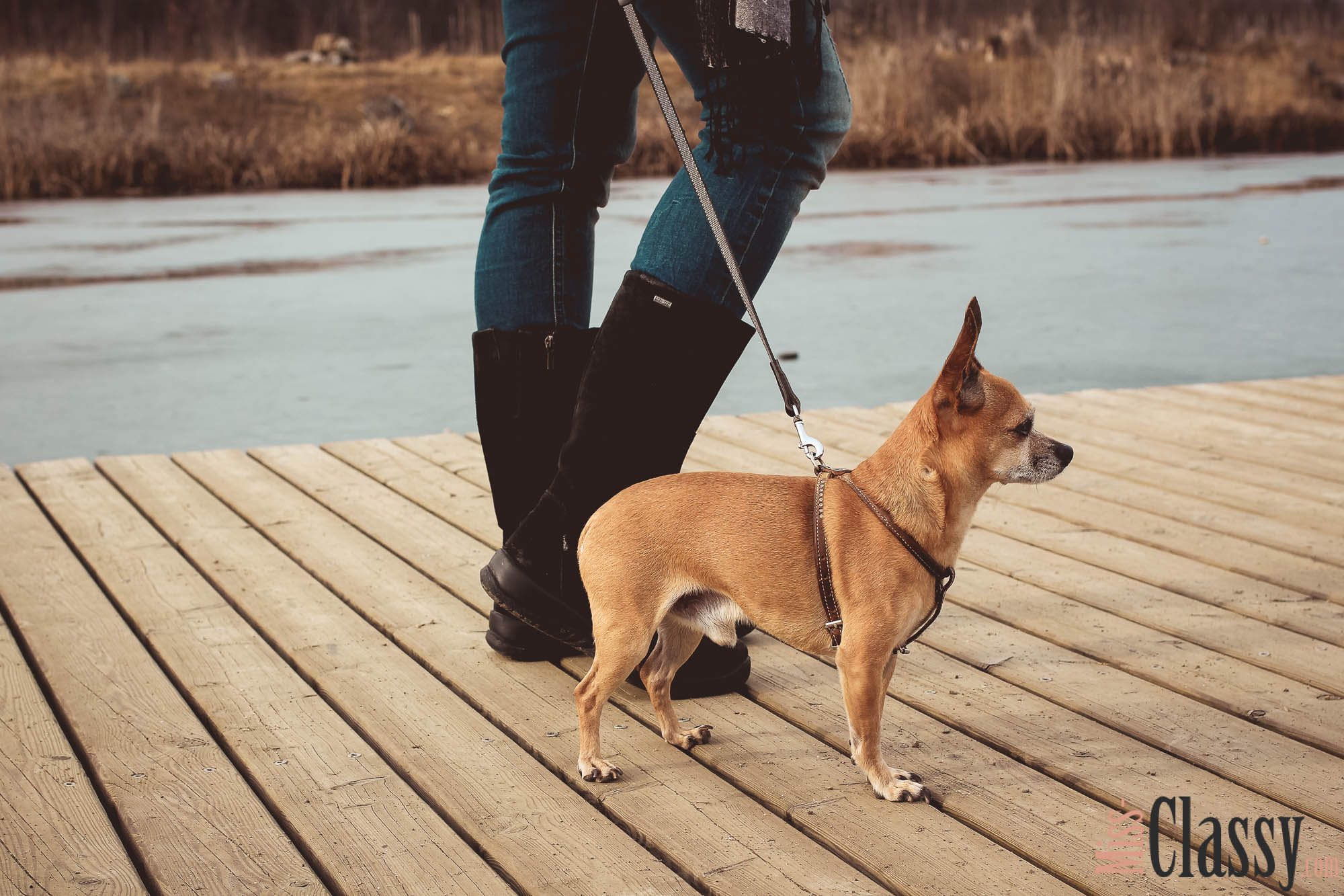 Chihuahua Runway