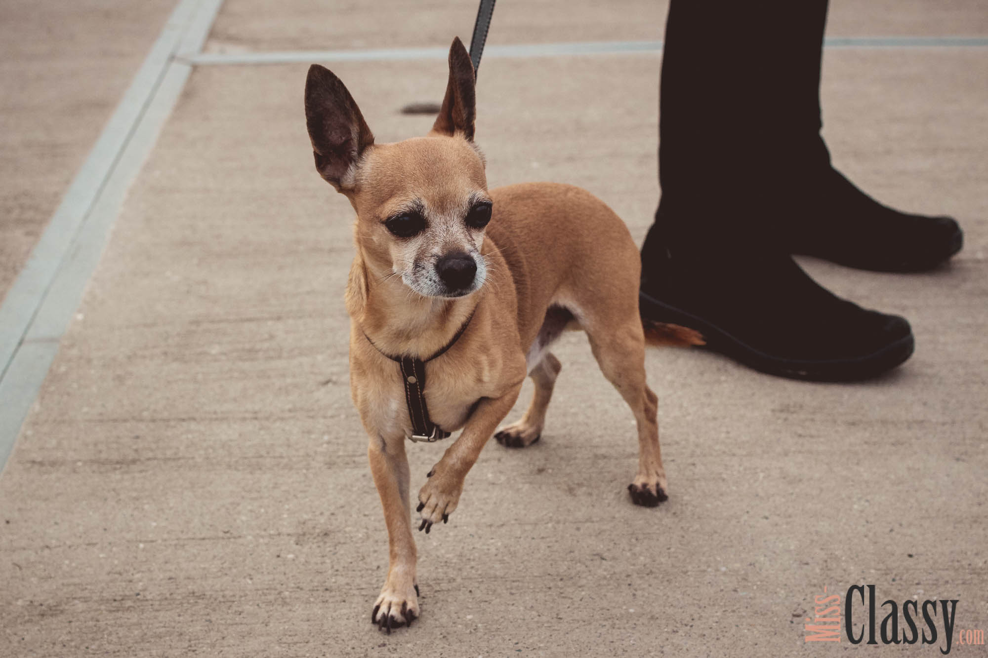 Chihuahua Runway