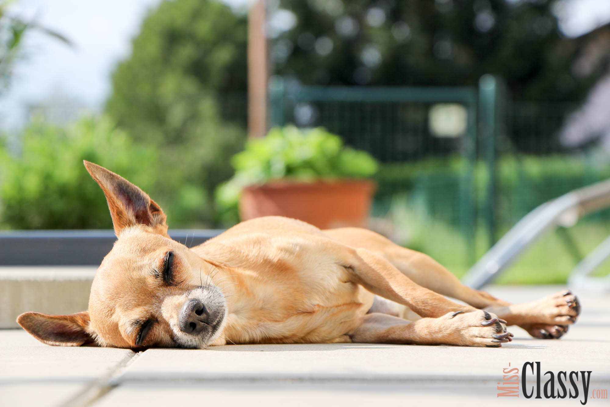 10 Fakten über unseren Chihuahua