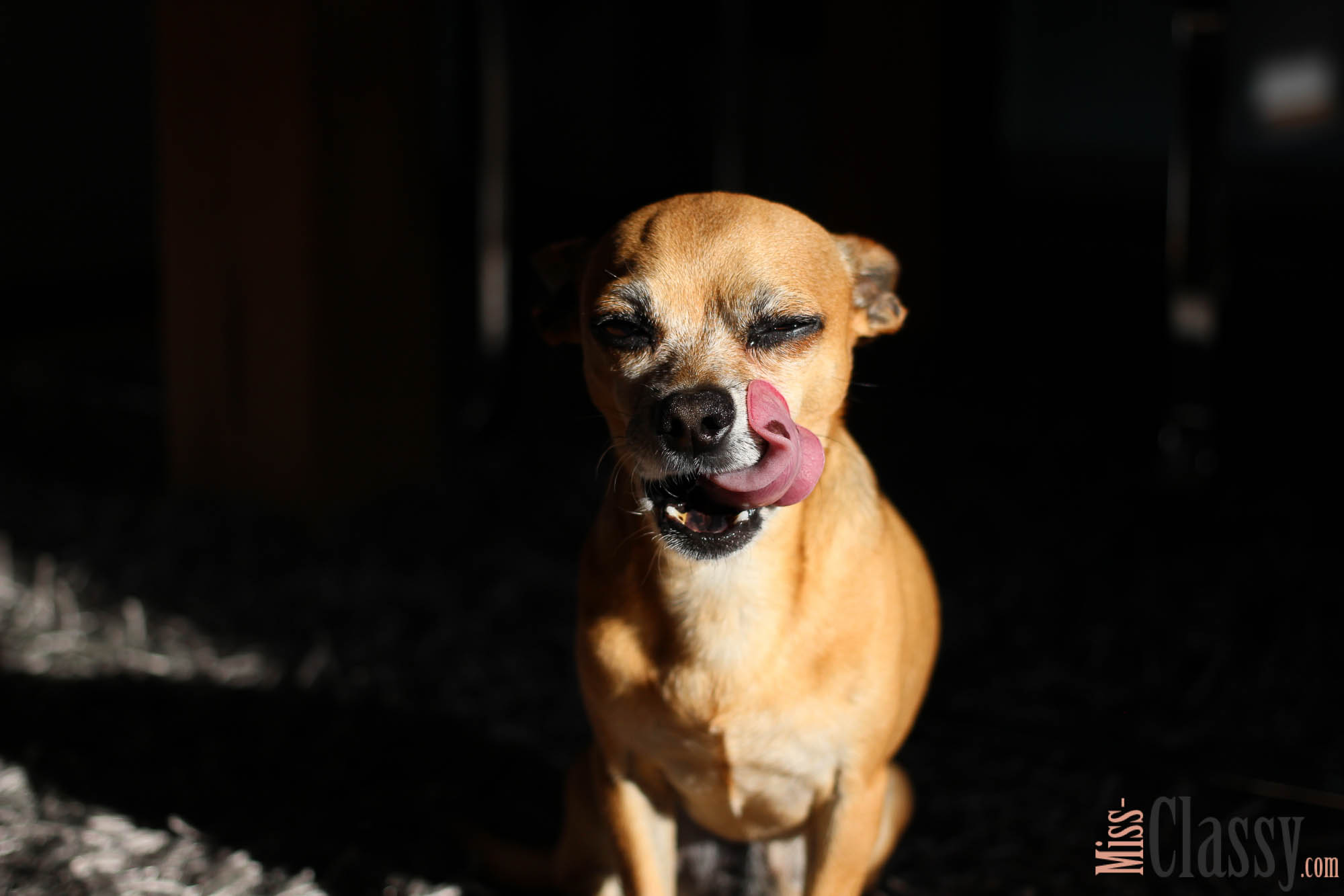 10 Fakten über unseren Chihuahua