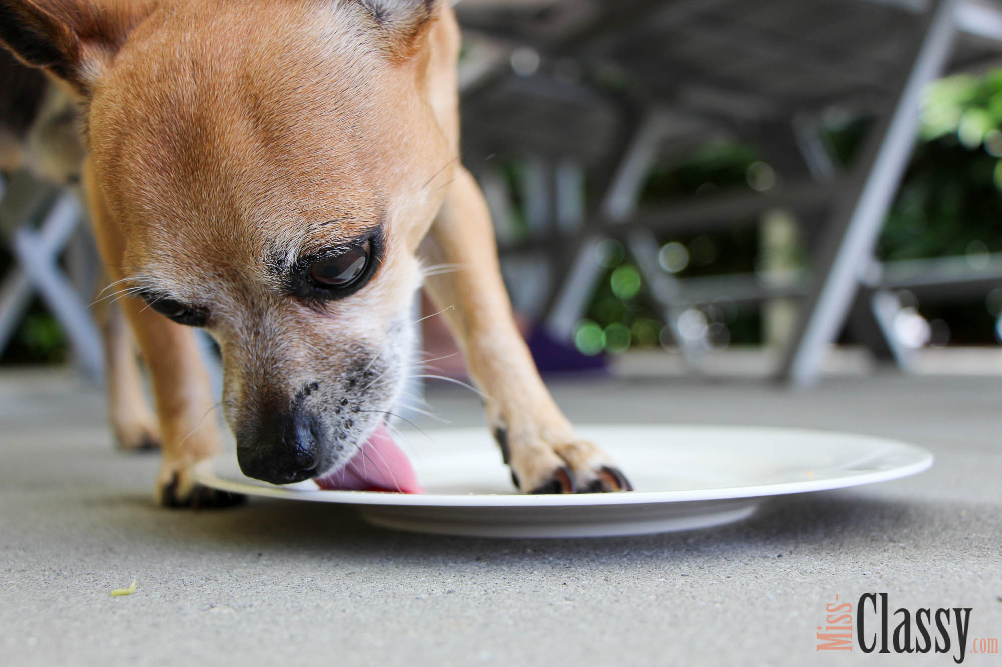 10 Fakten über unseren Chihuahua