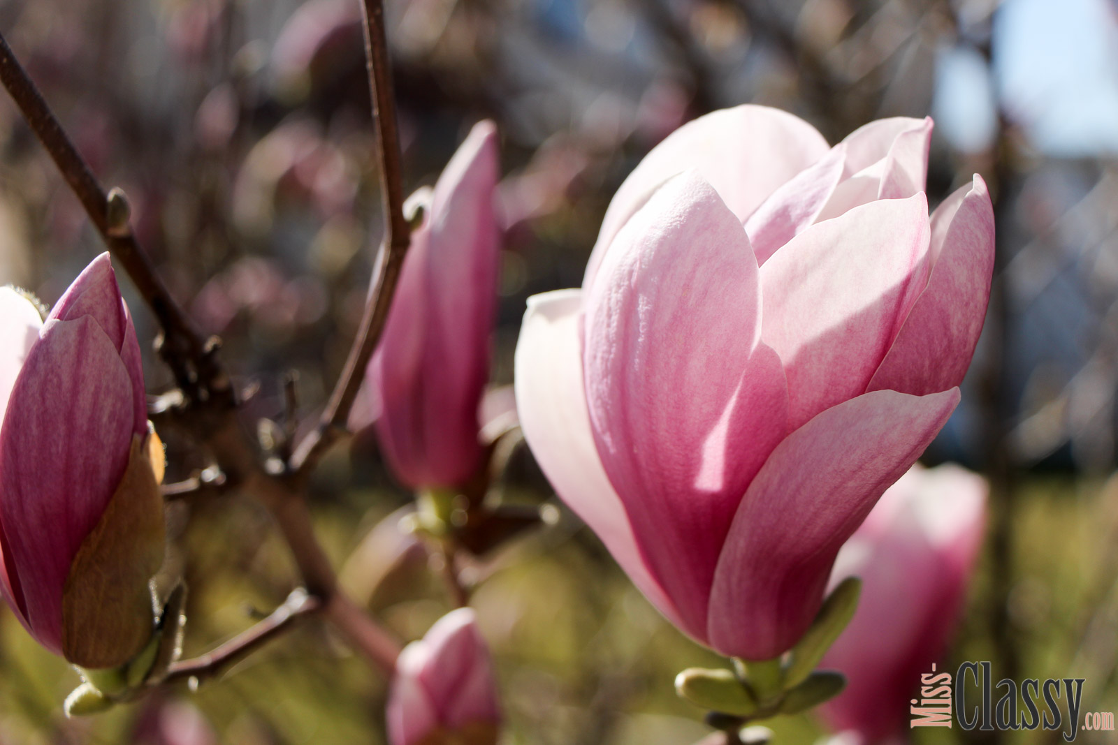 LIFESTYLE Hello Spring - In meinem Garten zieht der Frühling ein, Miss Classy, miss-classy.com, Lifestyleblog, Lifestyleblogger, Lifestyleblog Graz, Graz, Steiermark, Österreich, classy, beclassy, classy Interieur, Frühlingsdeko, Garten, Gartendeko, Blumen, Frühlingsschale, Holzkisten, Blumenampel, Schatz, Schatzsuche, Schnäppchenjagd, Schnäppchenjäger, Schnäppchenparadies, TK Maxx