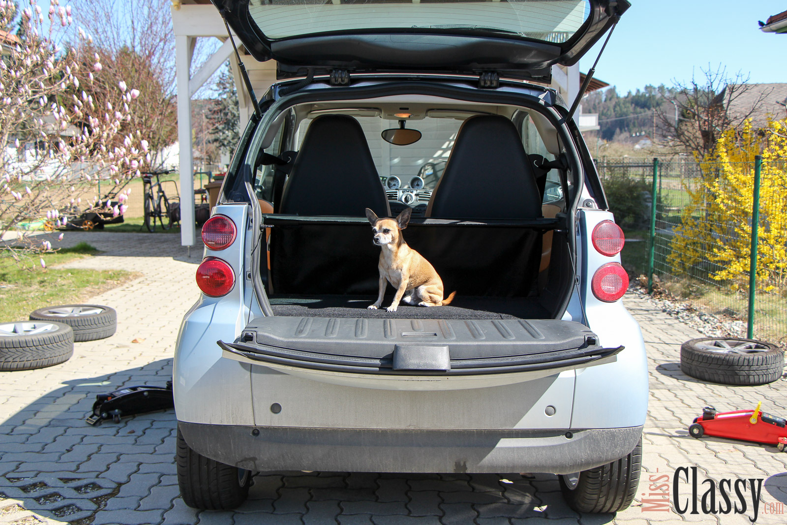 TRAVEL Verreisen mit dem Hund, Miss Classy, miss-classy.com, Lifestyleblog, Lifestyleblogger, Lifestyleblog Graz, Travelblog, Travelblogger, Graz, Steiermark, Österreich, classy, beclassy, Reise, Travel, Wanderlust, Wayfarer, Reise mit Hund, Reise mit Haustier, Hund, Dog, Chihuahua, ChiChi