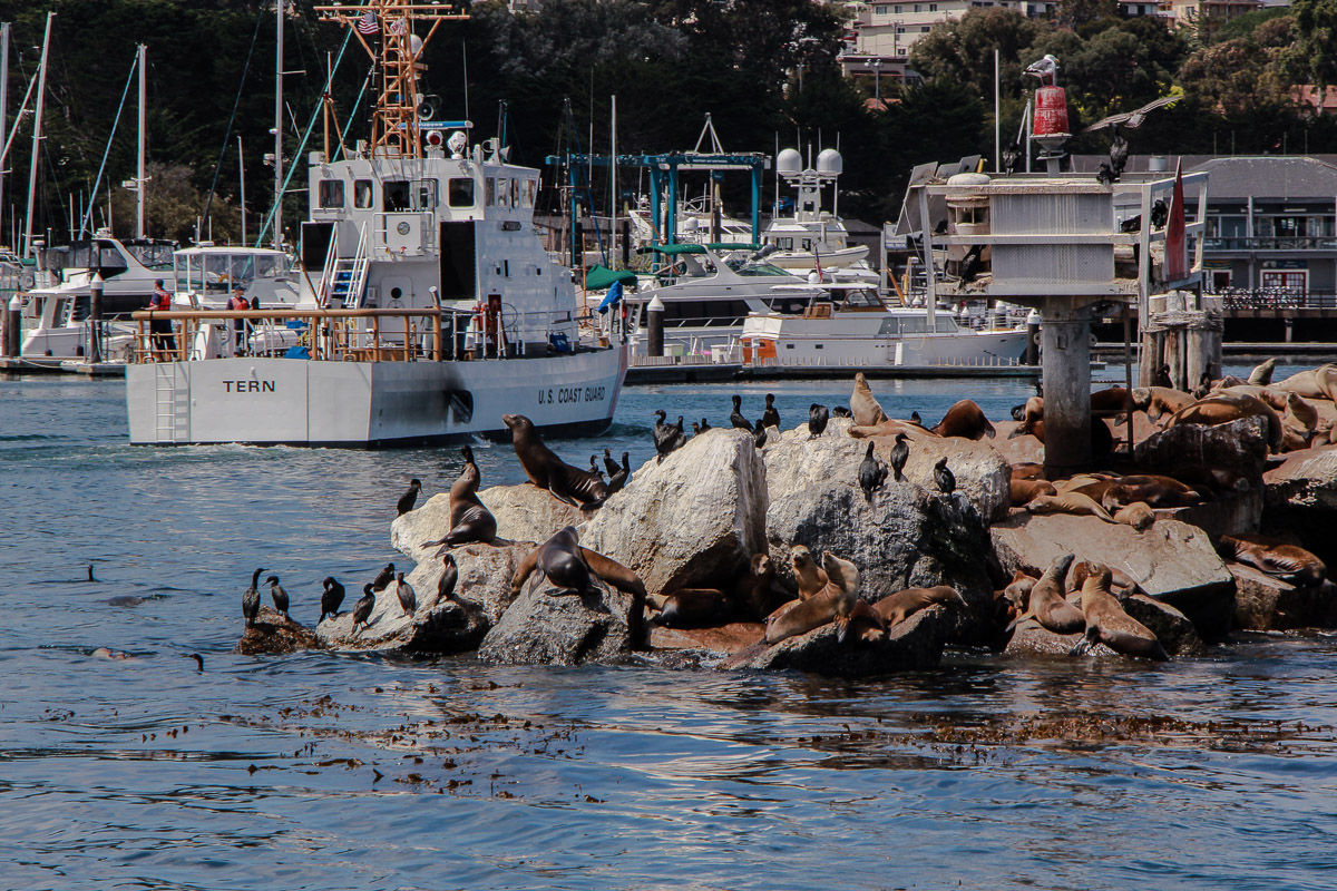 Monterey und Whale Watching in der Monterey Bay, Whale Watching Tour von Princess Monterey Whale Watching, USA, Reise Blog, Reisebericht, Westküste, Roadtrip, Kalifornien, Miss Classy