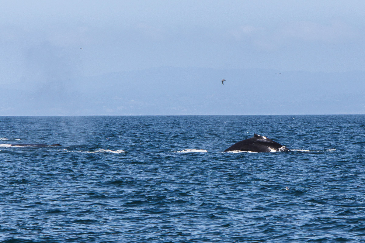 Monterey und Whale Watching in der Monterey Bay, Whale Watching Tour von Princess Monterey Whale Watching, Wal, Wale, Walbuckel, Wale springen aus dem Wasser, USA, Reise Blog, Reisebericht, Westküste, Roadtrip, Kalifornien, Miss Classy