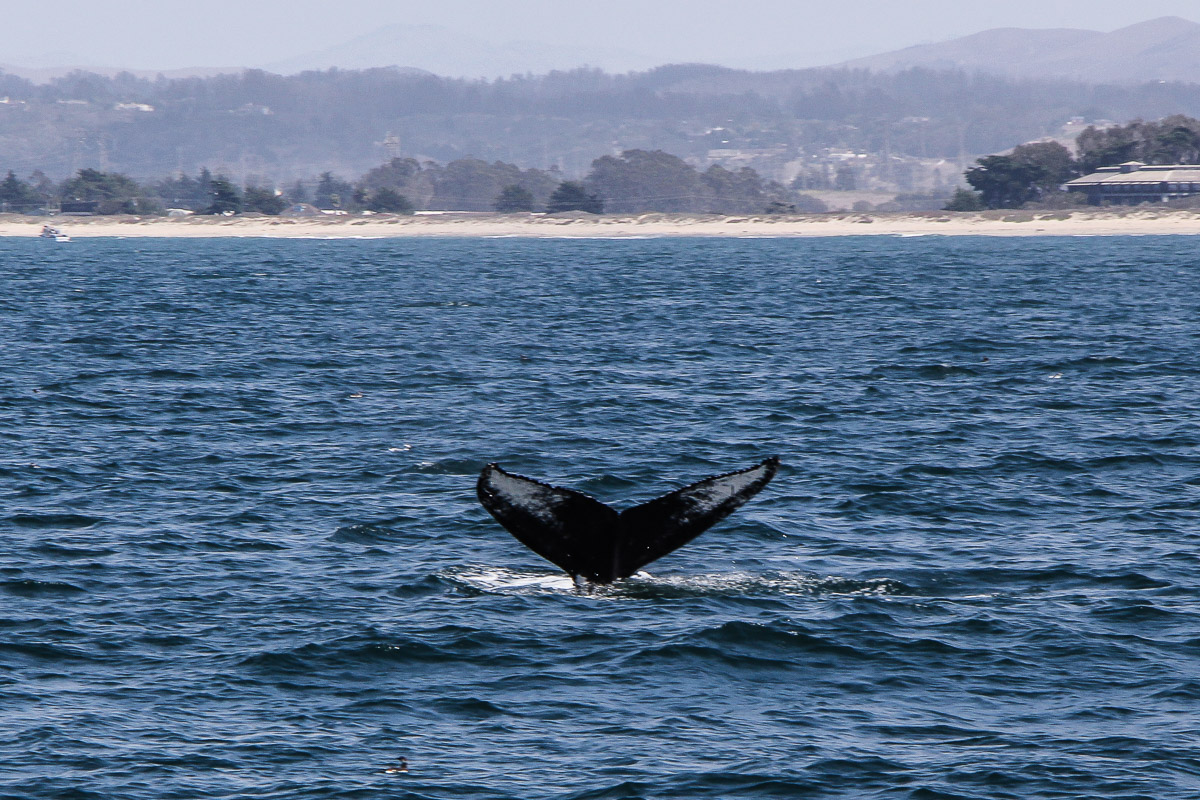 Monterey und Whale Watching in der Monterey Bay, Whale Watching Tour von Princess Monterey Whale Watching, Wal, Wale, Walbuckel, Wale springen aus dem Wasser, USA, Reise Blog, Reisebericht, Westküste, Roadtrip, Kalifornien, Miss Classy