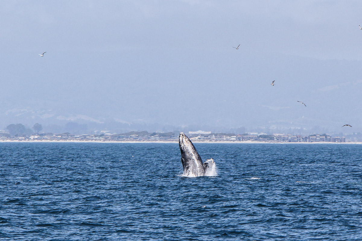 Monterey und Whale Watching in der Monterey Bay, Whale Watching Tour von Princess Monterey Whale Watching, Wal, Wale, Walbuckel, Wale springen aus dem Wasser, USA, Reise Blog, Reisebericht, Westküste, Roadtrip, Kalifornien, Miss Classy