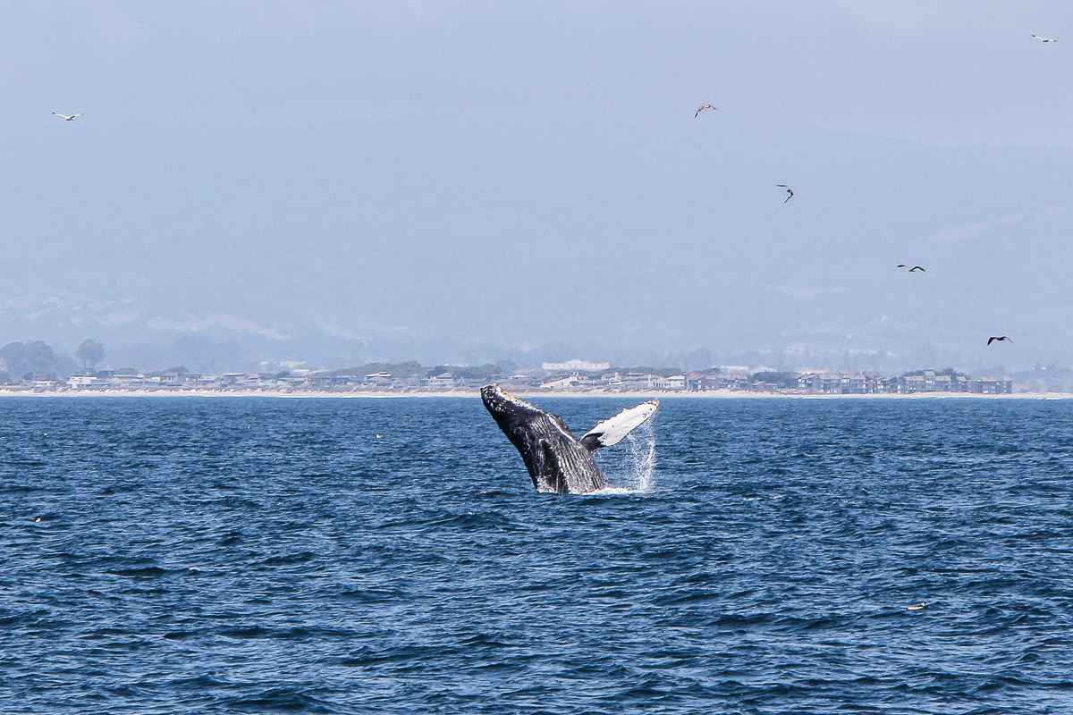 Monterey und Whale Watching in der Monterey Bay, Whale Watching Tour von Princess Monterey Whale Watching, Wal, Wale, Walbuckel, Wale springen aus dem Wasser, USA, Reise Blog, Reisebericht, Westküste, Roadtrip, Kalifornien, Miss Classy