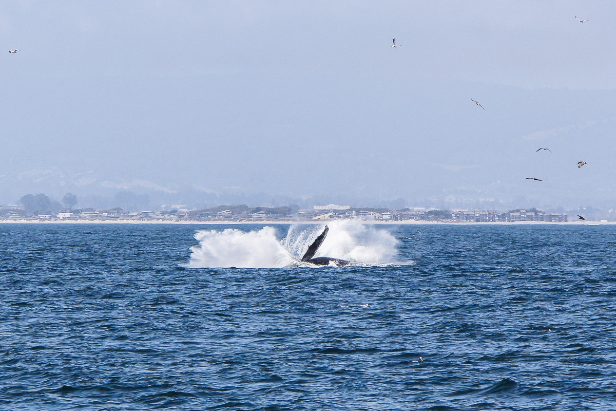 Monterey und Whale Watching in der Monterey Bay, Whale Watching Tour von Princess Monterey Whale Watching, Wal, Wale, Walbuckel, Wale springen aus dem Wasser, USA, Reise Blog, Reisebericht, Westküste, Roadtrip, Kalifornien, Miss Classy