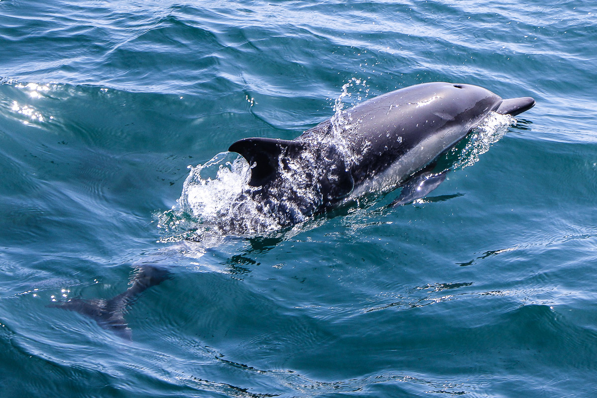 Monterey und Whale Watching in der Monterey Bay, Whale Watching Tour von Princess Monterey Whale Watching, Delfin, Defline, USA, Reise Blog, Reisebericht, Westküste, Roadtrip, Kalifornien, Miss Classy