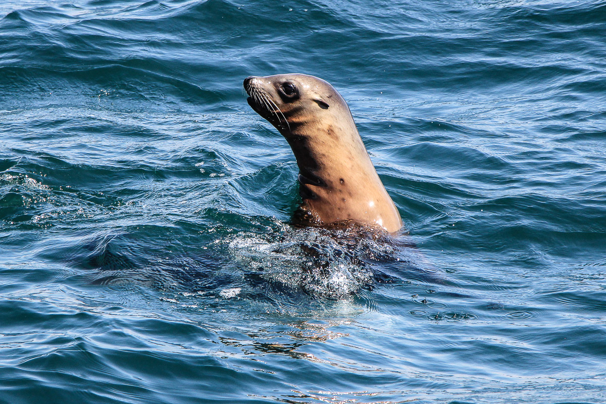 Monterey und Whale Watching in der Monterey Bay, Whale Watching Tour von Princess Monterey Whale Watching, USA, Reise Blog, Reisebericht, Westküste, Roadtrip, Kalifornien, Miss Classy