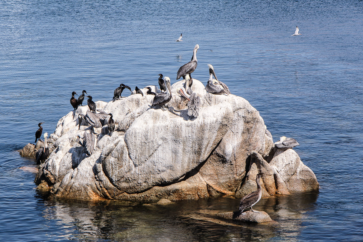 Monterey und Whale Watching in der Monterey Bay, USA, Reise Blog, Reisebericht, Westküste, Roadtrip, Kalifornien, Miss Classy