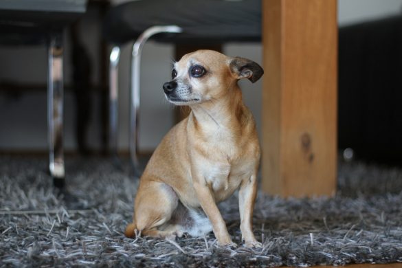 Wenn Hunde älter werden, Seniorenhund, Hund im Alter, Chihuahua, ChiChi, Hunderasse, Hundeblog, Lifestyleblog, Graz, Miss Classy