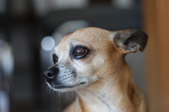 Wenn Hunde älter werden, Seniorenhund, Hund im Alter, Chihuahua, ChiChi, Hunderasse, Hundeblog, Lifestyleblog, Graz, Miss Classy