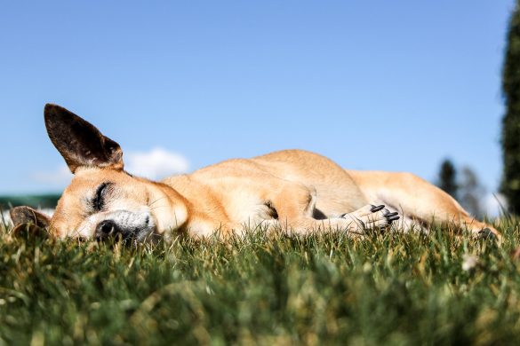 Wenn Hunde älter werden, Seniorenhund, Hund im Alter, Chihuahua, ChiChi, Hunderasse, Hundeblog, Lifestyleblog, Graz, Miss Classy