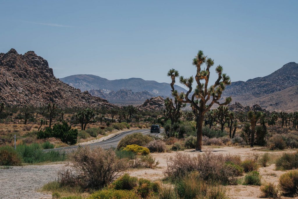 Die schönsten Reisefotos - Joshua Tree Nationalpark Bilder