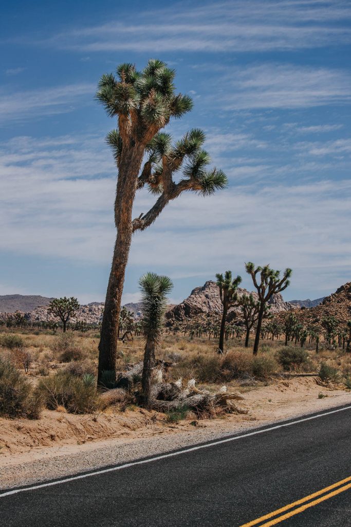 Josua Palmlilie, Josuabaum - Die schönsten Reisefotos - Joshua Tree Nationalpark Bilder