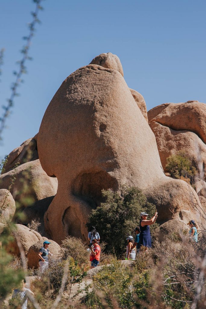 Skull Rock - Die schönsten Reisefotos - Joshua Tree Nationalpark Bilder