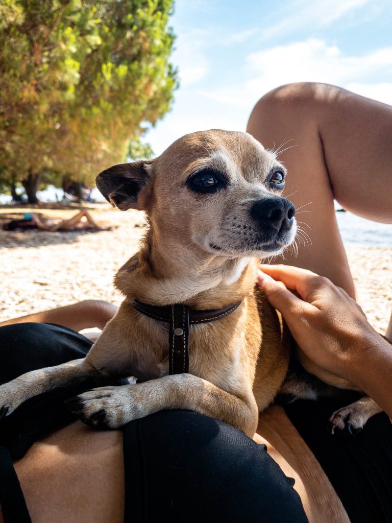 Chihuahua ChiChi am Strand von Rovinj, Kroatien, Hund