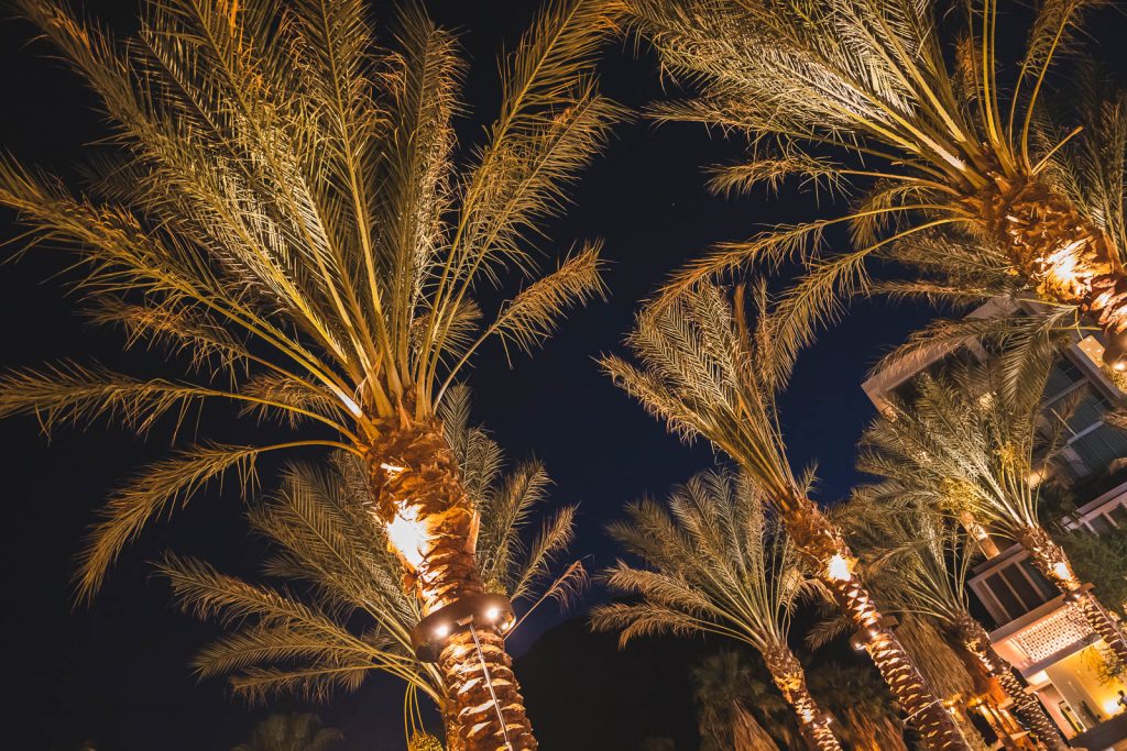 Palmen bei Nacht, Palm Springs
