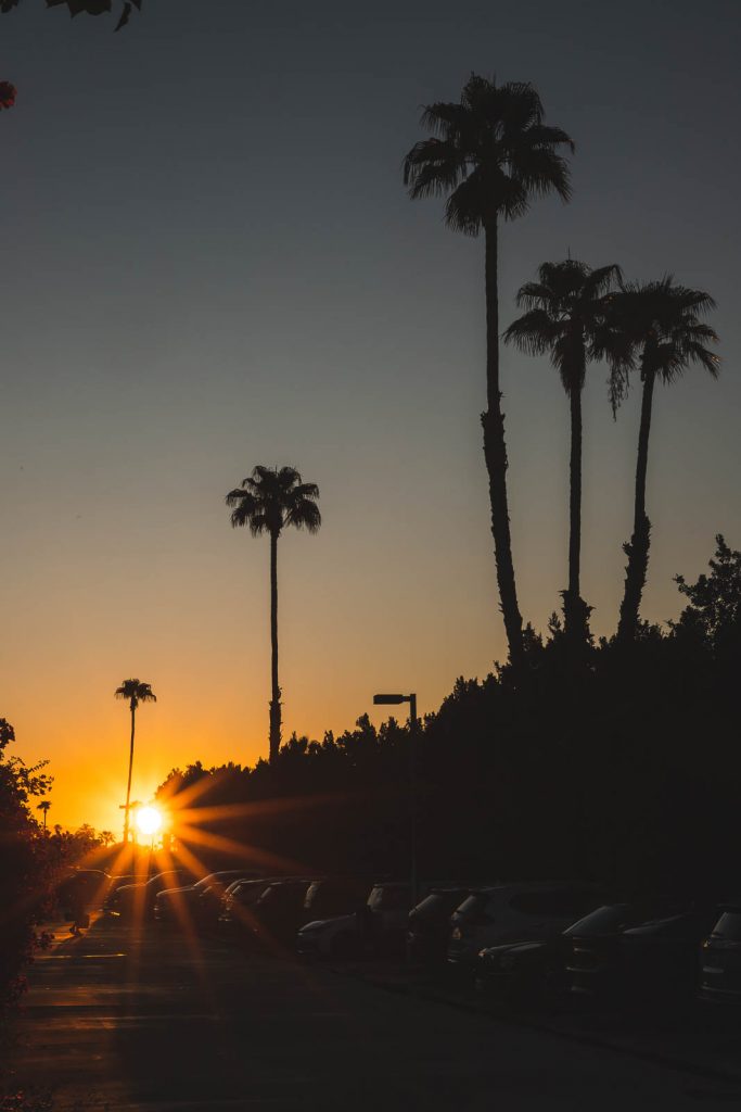 Palmen, Sonnenaufgang, Palm Springs